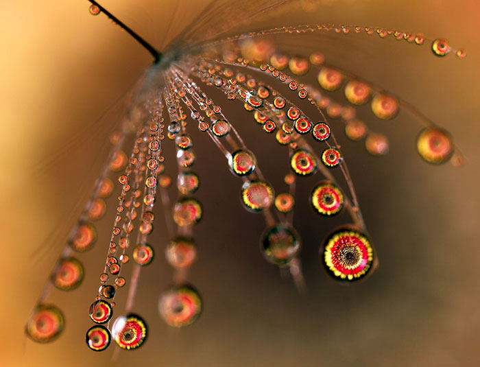 30 Mesmerizing Water Droplet Photos By A Macro Photographer