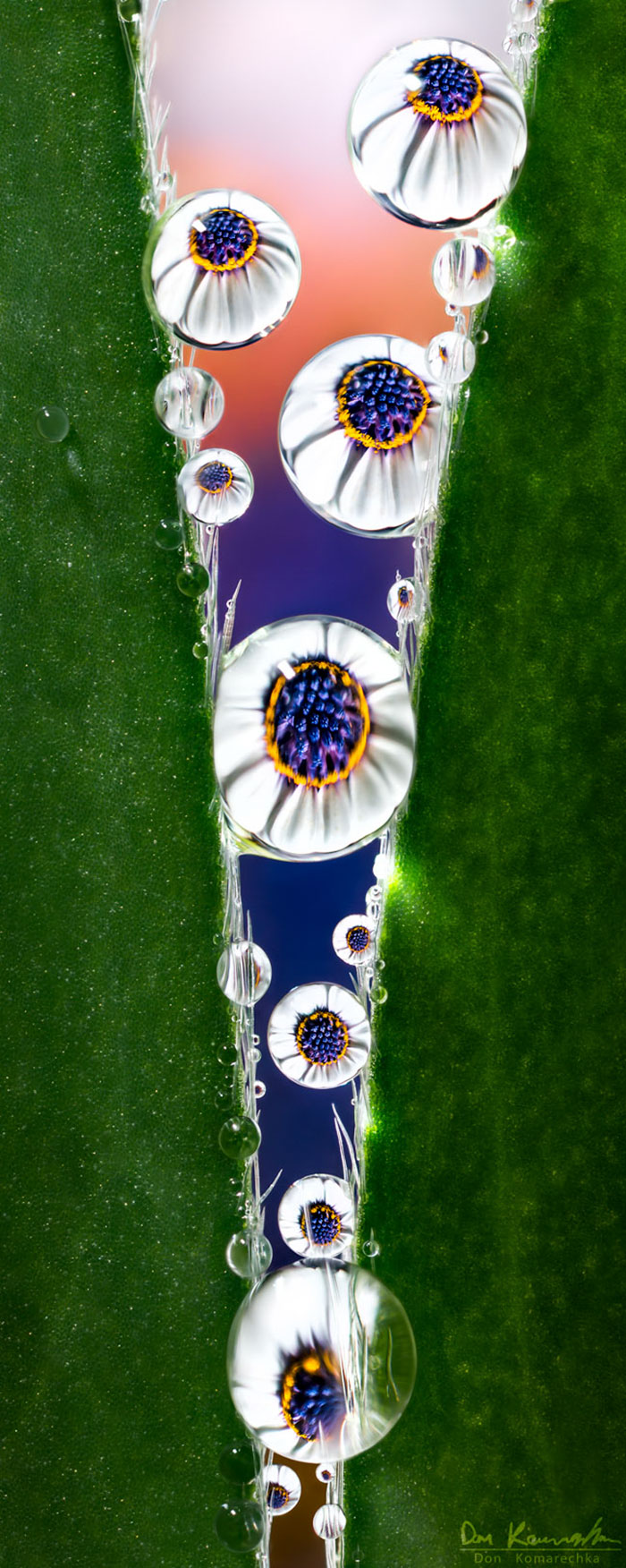 30 Mesmerizing Water Droplet Photos By A Macro Photographer