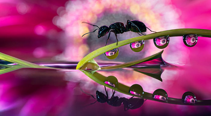 30 Mesmerizing Water Droplet Photos By A Macro Photographer