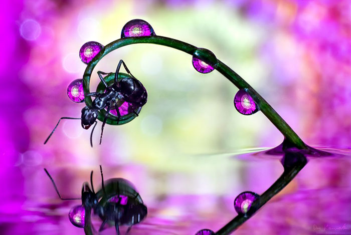 30 Mesmerizing Water Droplet Photos By A Macro Photographer