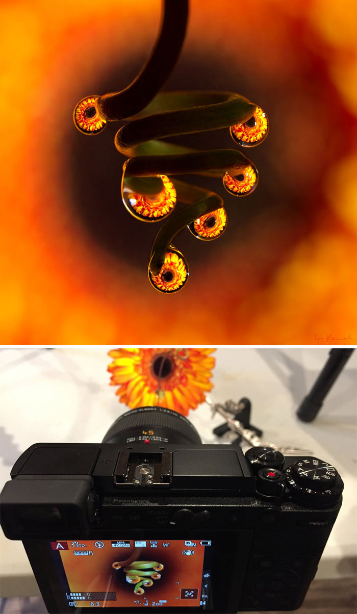 30 Mesmerizing Water Droplet Photos By A Macro Photographer