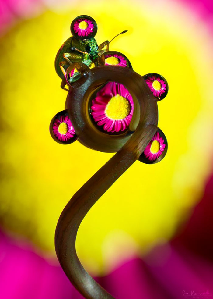 30 Mesmerizing Water Droplet Photos By A Macro Photographer