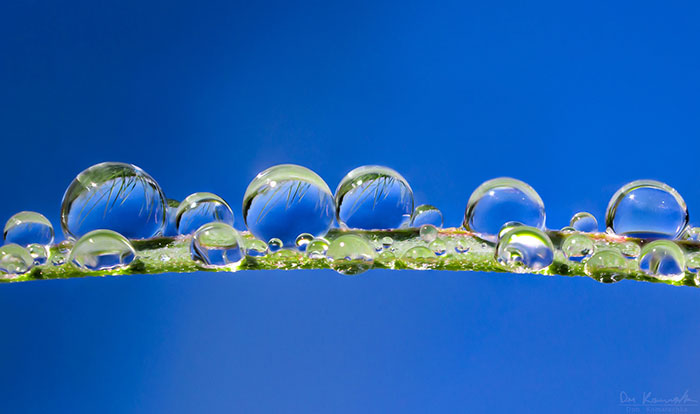 30 Mesmerizing Water Droplet Photos By A Macro Photographer