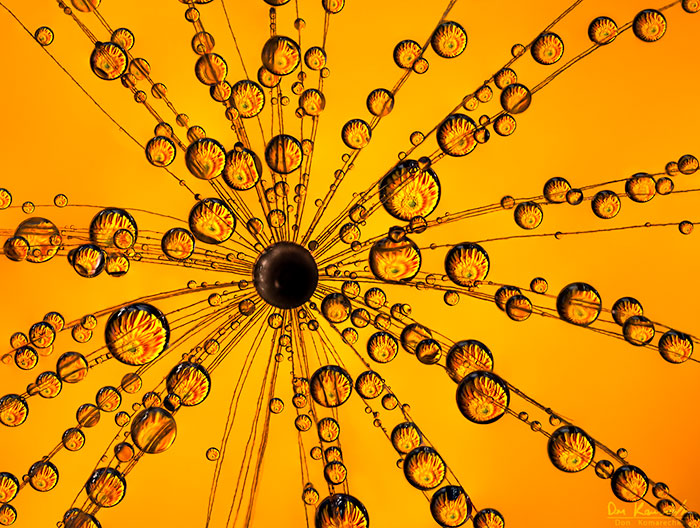 30 Mesmerizing Water Droplet Photos By A Macro Photographer