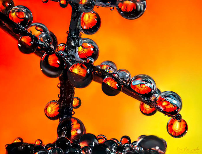 30 Mesmerizing Water Droplet Photos By A Macro Photographer