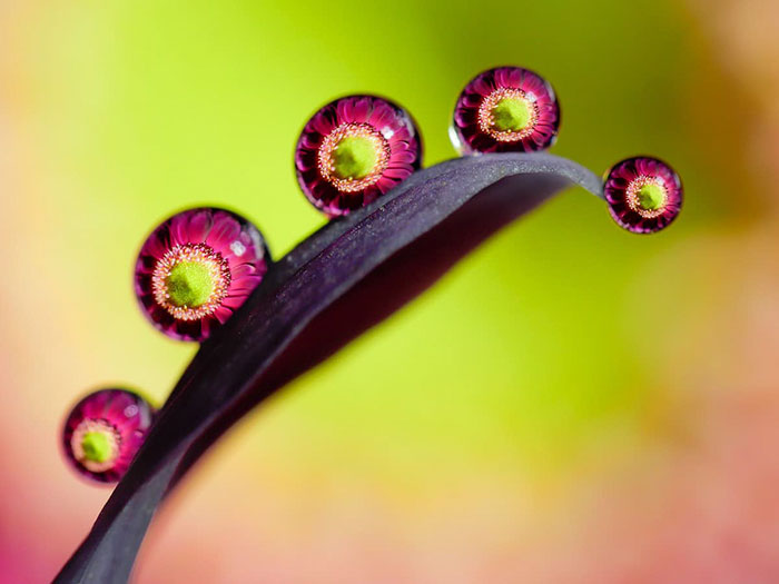 30 Mesmerizing Water Droplet Photos By A Macro Photographer