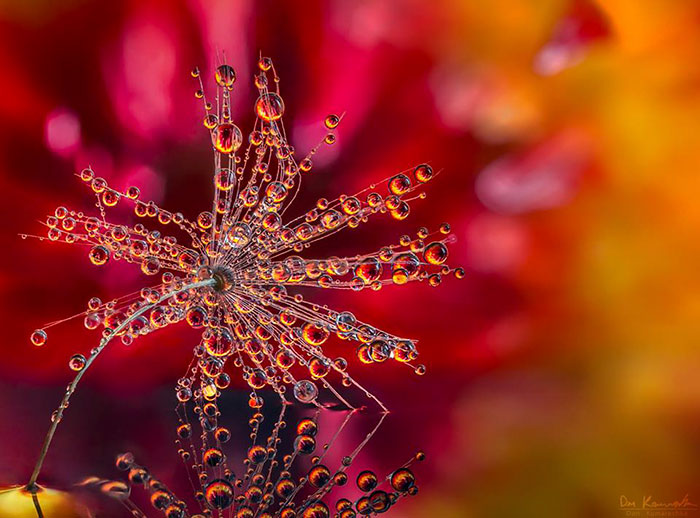 30 Mesmerizing Water Droplet Photos By A Macro Photographer