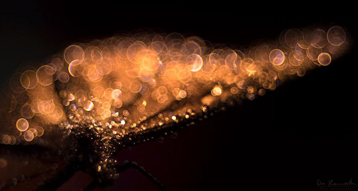 30 Mesmerizing Water Droplet Photos By A Macro Photographer