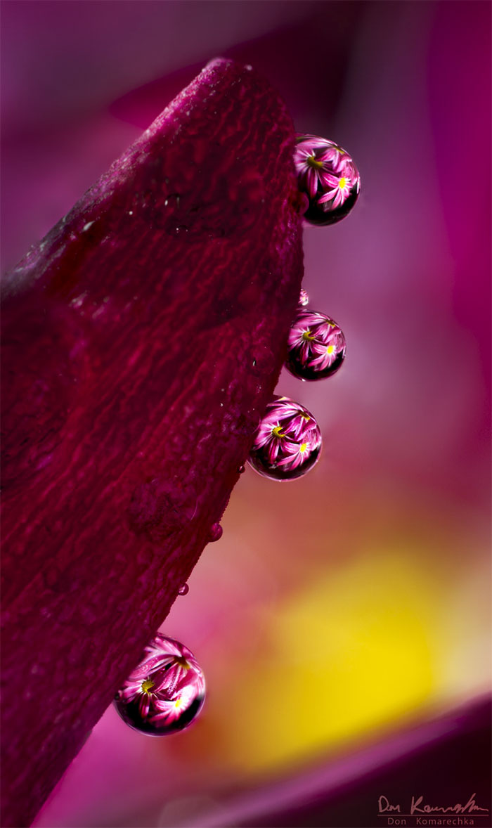30 Mesmerizing Water Droplet Photos By A Macro Photographer