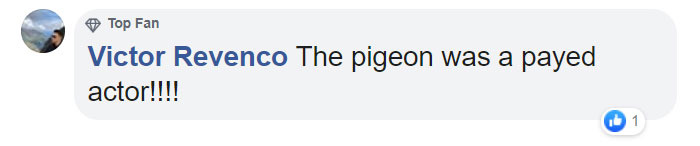This Man Gets Pooped On While Explaining The Pigeon Poop Problem On Live TV This Man Gets Pooped On While Explaining The Pigeon Poop Problem On Live TV