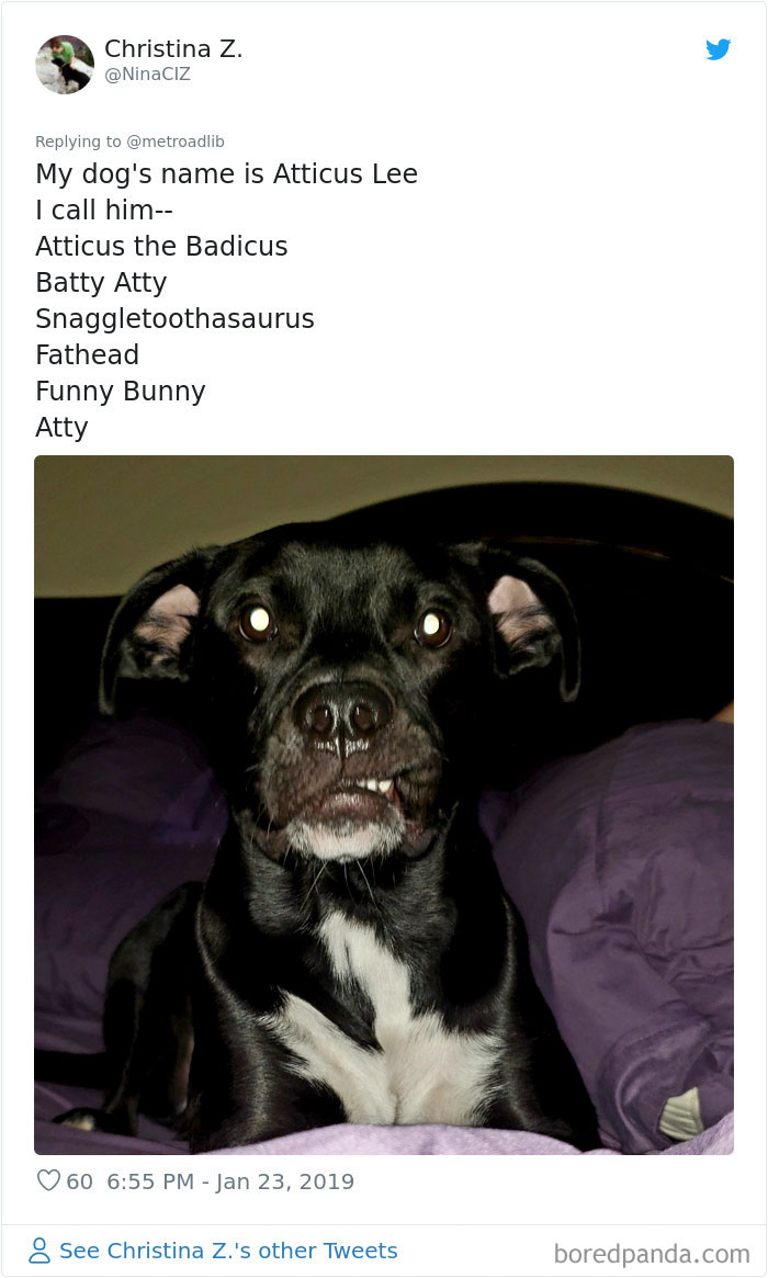 People Are Sharing The Hilarious Names They Now Call Their Pets Instead Of Their Original Ones (New Pics)