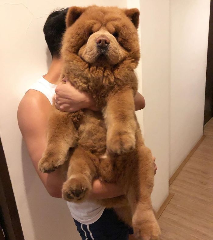 Meet Chowder, The Chow Chow That Looks Like A Giant Teddy Bear (30 Pics)