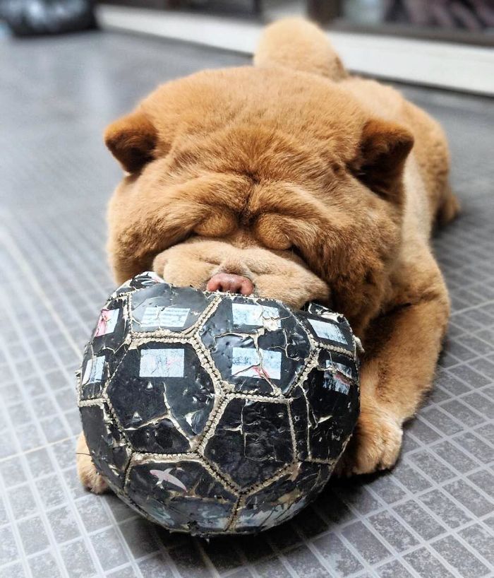 Meet Chowder, The Chow Chow That Looks Like A Giant Teddy Bear (30 Pics)