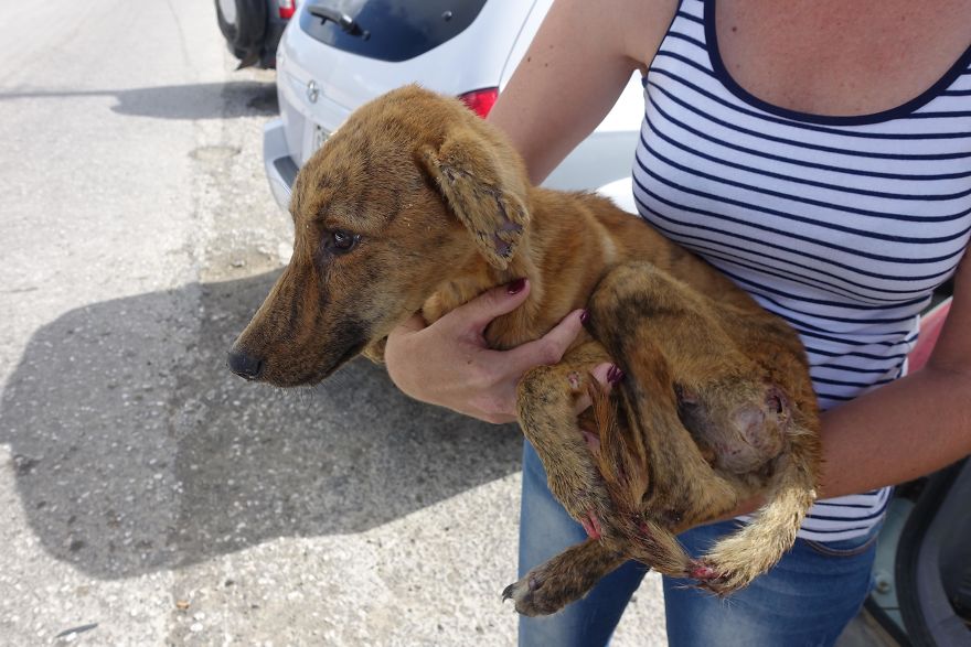 Emaciated Dog That Was Found Stuck In A Remote Location Emaciated Dog That Was Found Stuck In A Remote Location