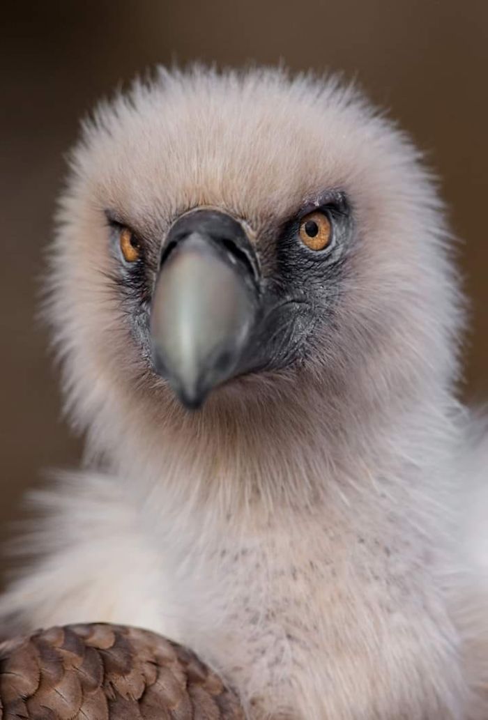 I Photograph Zoo Animals As If They Were Free