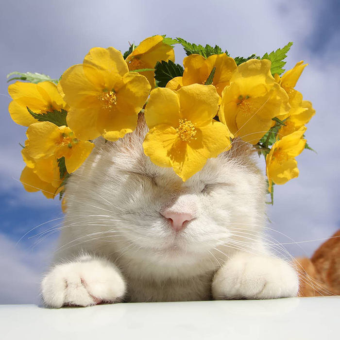 Shiro, The Most Relaxed Cat On Earth, Has Passed Away At Age 18 (35 Photos) Shiro, The Most Relaxed Cat On Earth, Has Passed Away At Age 18 (35 Photos)