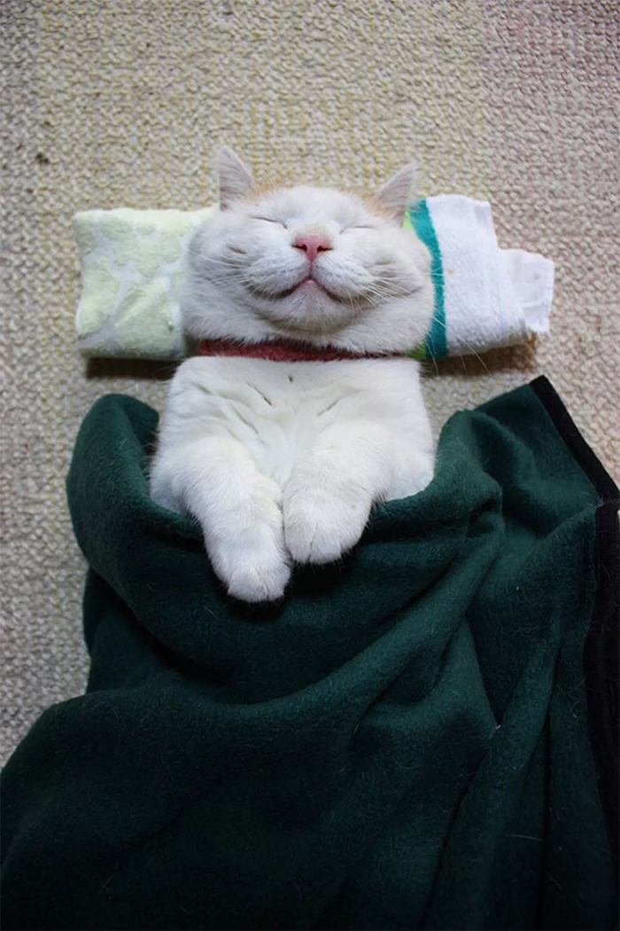 Shiro, The Most Relaxed Cat On Earth, Has Passed Away At Age 18 (35 Photos) Shiro, The Most Relaxed Cat On Earth, Has Passed Away At Age 18 (35 Photos)