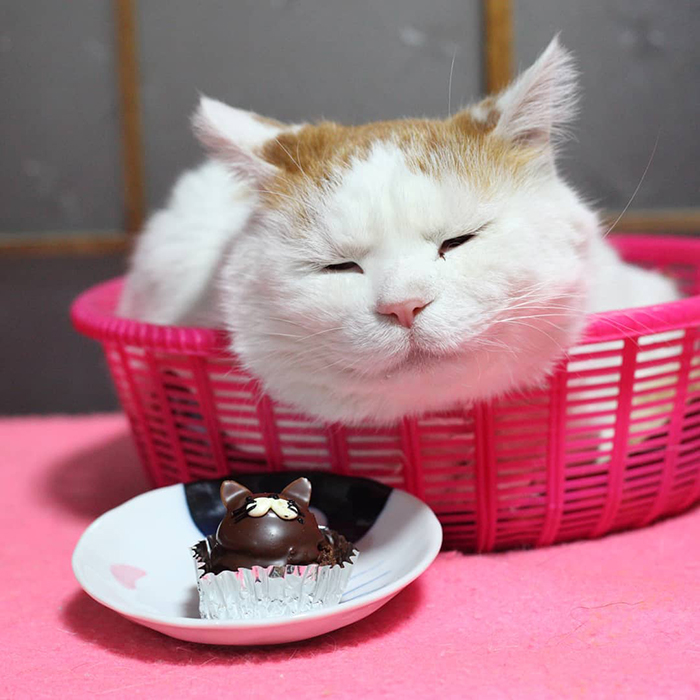 Shiro, The Most Relaxed Cat On Earth, Has Passed Away At Age 18 (35 Photos) Shiro, The Most Relaxed Cat On Earth, Has Passed Away At Age 18 (35 Photos)