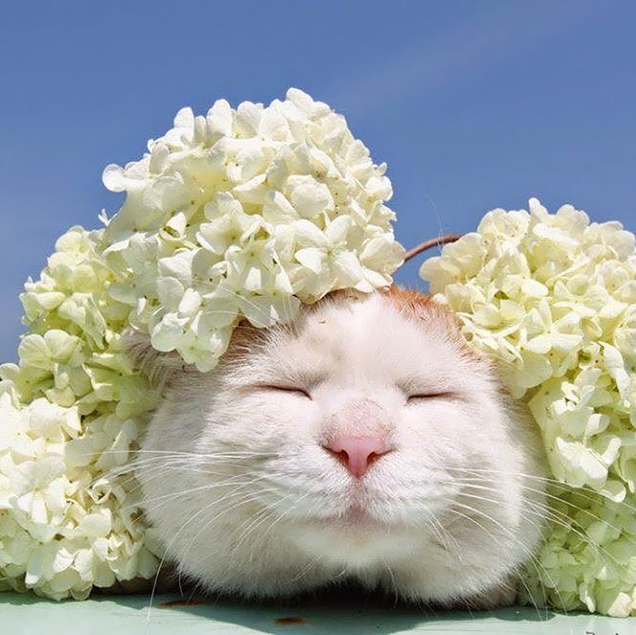 Shiro, The Most Relaxed Cat On Earth, Has Passed Away At Age 18 (35 Photos) Shiro, The Most Relaxed Cat On Earth, Has Passed Away At Age 18 (35 Photos)