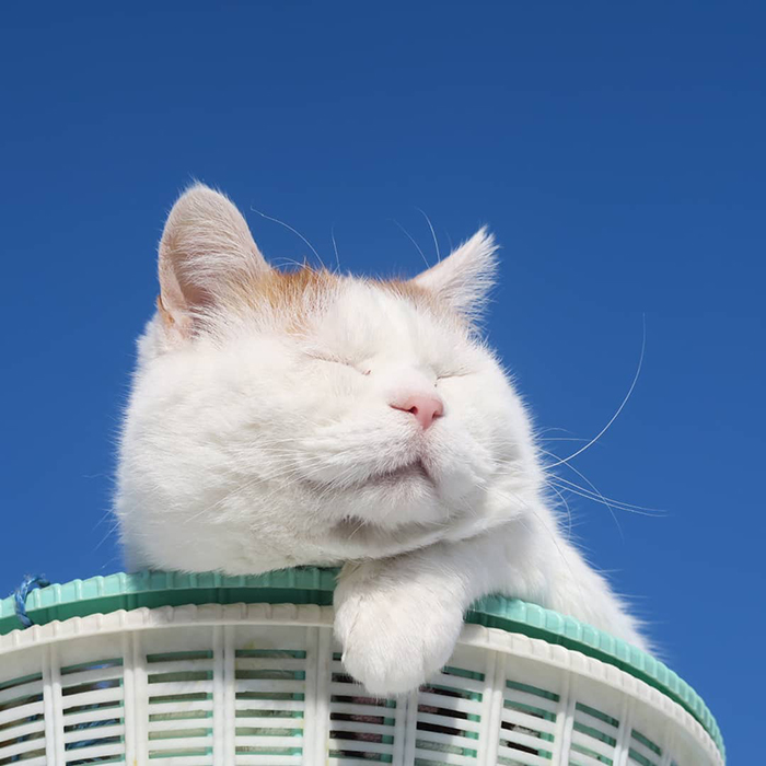 Shiro, The Most Relaxed Cat On Earth, Has Passed Away At Age 18 (35 Photos) Shiro, The Most Relaxed Cat On Earth, Has Passed Away At Age 18 (35 Photos)