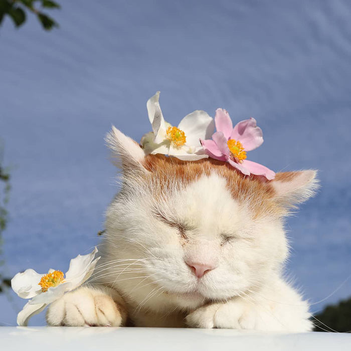Shiro, The Most Relaxed Cat On Earth, Has Passed Away At Age 18 (35 Photos) Shiro, The Most Relaxed Cat On Earth, Has Passed Away At Age 18 (35 Photos)