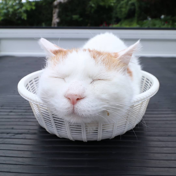 Shiro, The Most Relaxed Cat On Earth, Has Passed Away At Age 18 (35 Photos) Shiro, The Most Relaxed Cat On Earth, Has Passed Away At Age 18 (35 Photos)