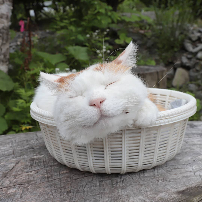 Shiro, The Most Relaxed Cat On Earth, Has Passed Away At Age 18 (35 Photos) Shiro, The Most Relaxed Cat On Earth, Has Passed Away At Age 18 (35 Photos)