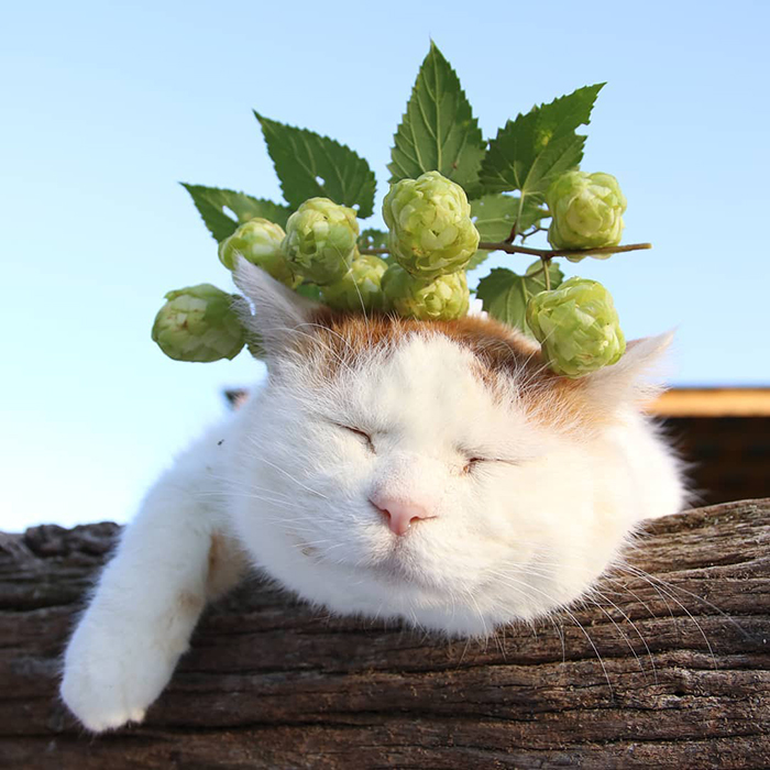 Shiro, The Most Relaxed Cat On Earth, Has Passed Away At Age 18 (35 Photos) Shiro, The Most Relaxed Cat On Earth, Has Passed Away At Age 18 (35 Photos)