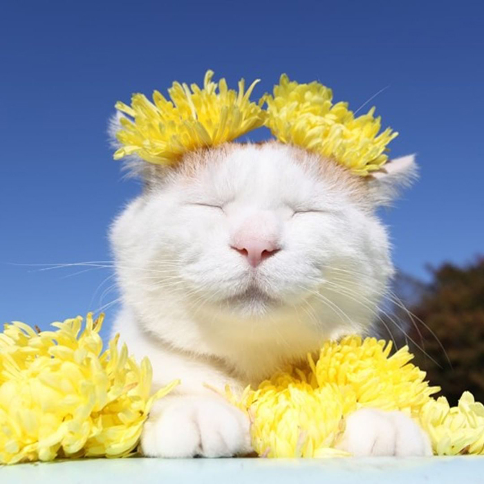 Shiro, The Most Relaxed Cat On Earth, Has Passed Away At Age 18 (35 Photos) Shiro, The Most Relaxed Cat On Earth, Has Passed Away At Age 18 (35 Photos)