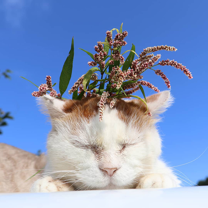 Shiro, The Most Relaxed Cat On Earth, Has Passed Away At Age 18 (35 Photos) Shiro, The Most Relaxed Cat On Earth, Has Passed Away At Age 18 (35 Photos)