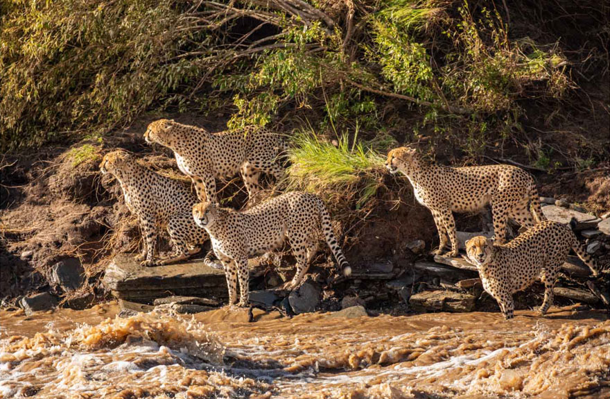 Photographers Get To Witness 5 Cheetahs Crossing A Flooded River Infested With Crocodiles Photographers Get To Witness 5 Cheetahs Crossing A Flooded River Infested With Crocodiles