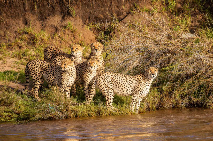 Photographers Get To Witness 5 Cheetahs Crossing A Flooded River Infested With Crocodiles Photographers Get To Witness 5 Cheetahs Crossing A Flooded River Infested With Crocodiles