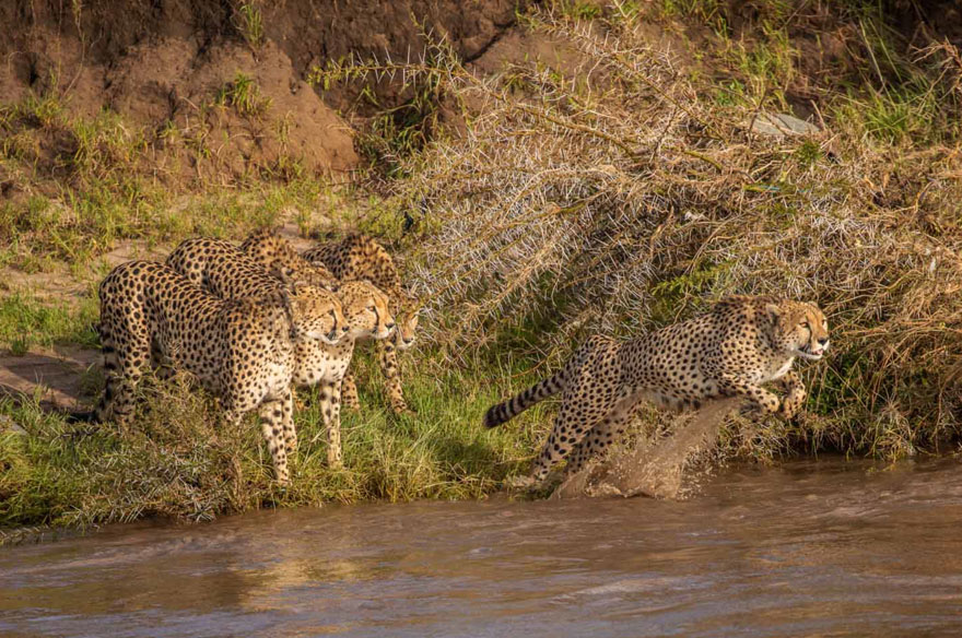 Photographers Get To Witness 5 Cheetahs Crossing A Flooded River Infested With Crocodiles Photographers Get To Witness 5 Cheetahs Crossing A Flooded River Infested With Crocodiles