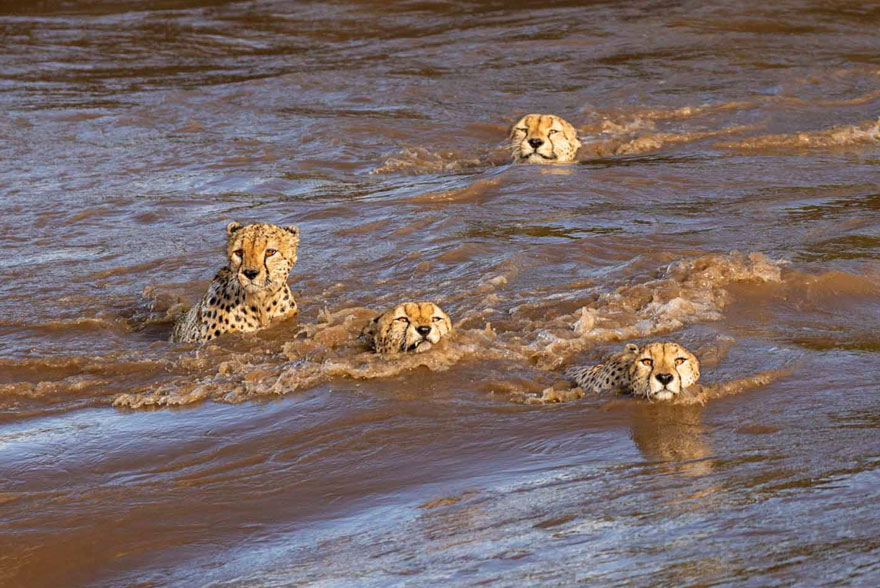 Photographers Get To Witness 5 Cheetahs Crossing A Flooded River Infested With Crocodiles Photographers Get To Witness 5 Cheetahs Crossing A Flooded River Infested With Crocodiles