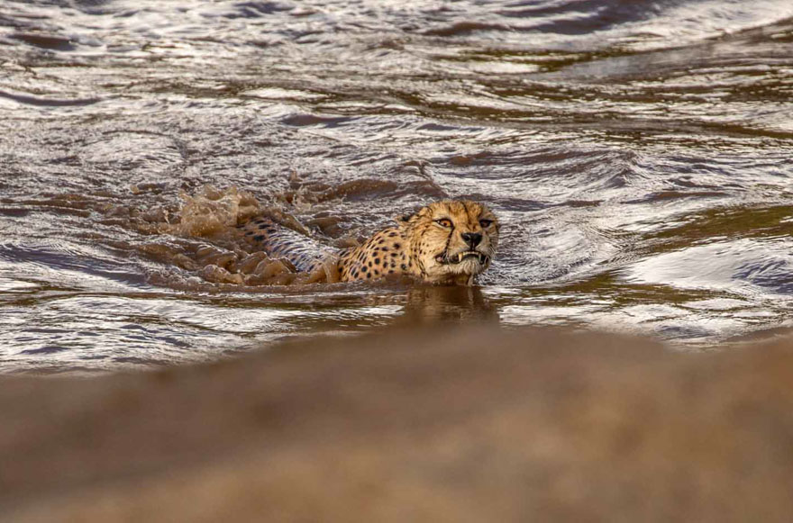 Photographers Get To Witness 5 Cheetahs Crossing A Flooded River Infested With Crocodiles Photographers Get To Witness 5 Cheetahs Crossing A Flooded River Infested With Crocodiles
