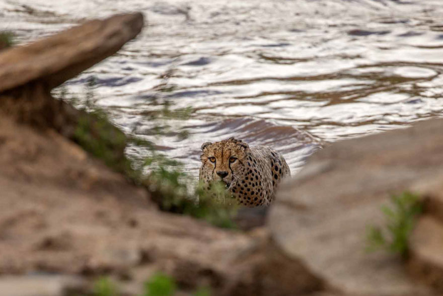 Photographers Get To Witness 5 Cheetahs Crossing A Flooded River Infested With Crocodiles Photographers Get To Witness 5 Cheetahs Crossing A Flooded River Infested With Crocodiles
