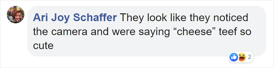Photographers Get To Witness 5 Cheetahs Crossing A Flooded River Infested With Crocodiles Photographers Get To Witness 5 Cheetahs Crossing A Flooded River Infested With Crocodiles