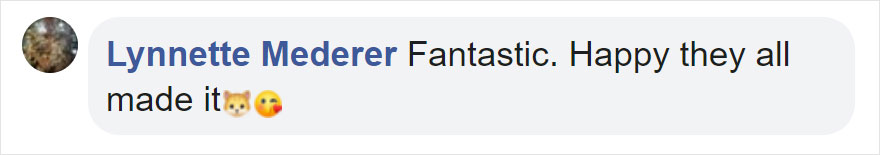 Photographers Get To Witness 5 Cheetahs Crossing A Flooded River Infested With Crocodiles Photographers Get To Witness 5 Cheetahs Crossing A Flooded River Infested With Crocodiles