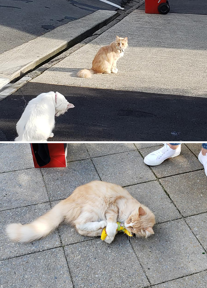 There&#8217;s A Facebook Group Of 30k People In New Zealand Who Take Photos Of A Local Cat Whenever They Meet Him (30 Photos)
