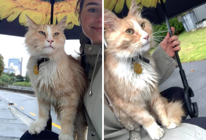 There&#8217;s A Facebook Group Of 30k People In New Zealand Who Take Photos Of A Local Cat Whenever They Meet Him (30 Photos)