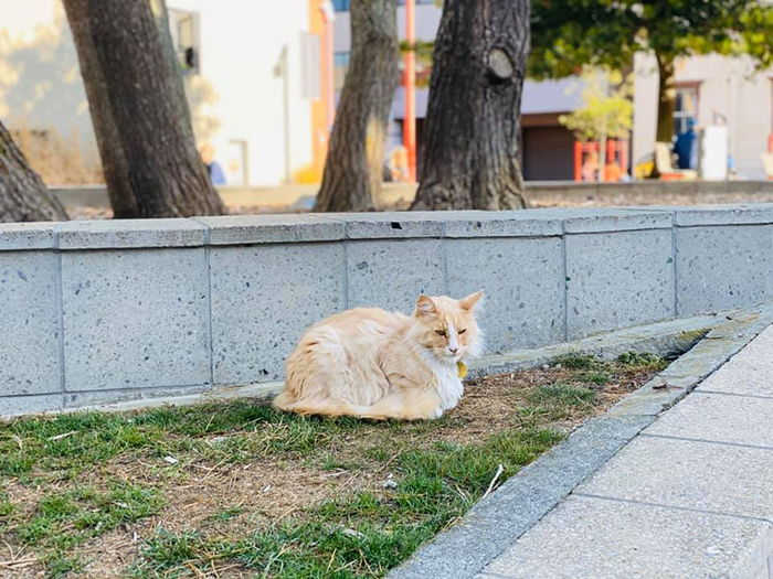 There&#8217;s A Facebook Group Of 30k People In New Zealand Who Take Photos Of A Local Cat Whenever They Meet Him (30 Photos)