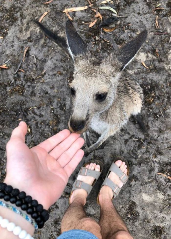 Man Gets Drunk On New Year’s Eve And Adopts A Baby Kangaroo, Realizes It Months Later Man Gets Drunk On New Year’s Eve And Adopts A Baby Kangaroo, Realizes It Months Later