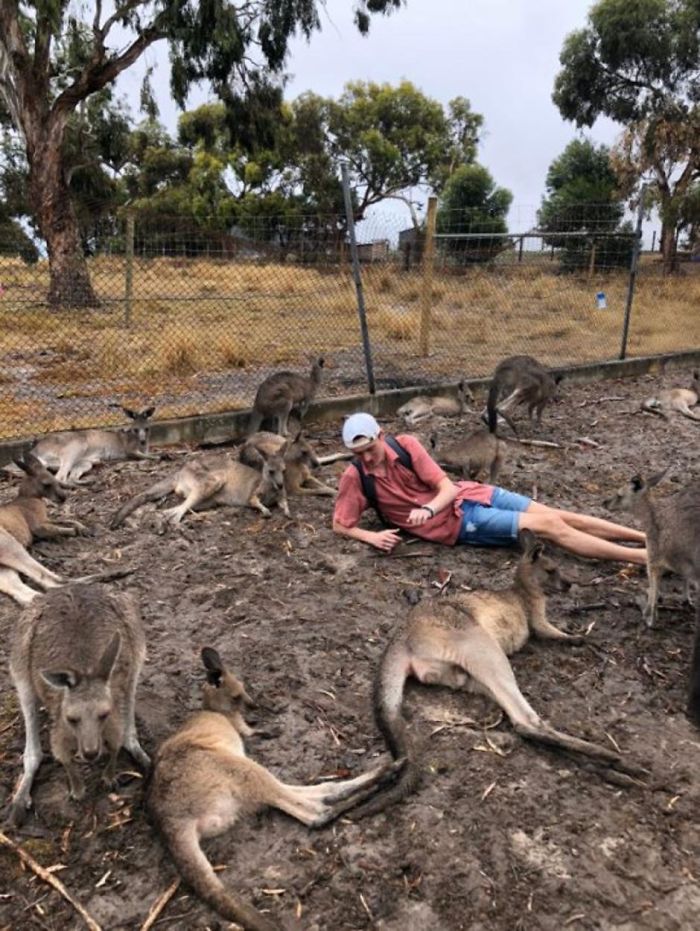 Man Gets Drunk On New Year’s Eve And Adopts A Baby Kangaroo, Realizes It Months Later Man Gets Drunk On New Year’s Eve And Adopts A Baby Kangaroo, Realizes It Months Later