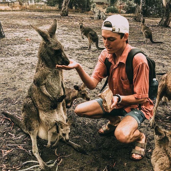 Man Gets Drunk On New Year’s Eve And Adopts A Baby Kangaroo, Realizes It Months Later Man Gets Drunk On New Year’s Eve And Adopts A Baby Kangaroo, Realizes It Months Later