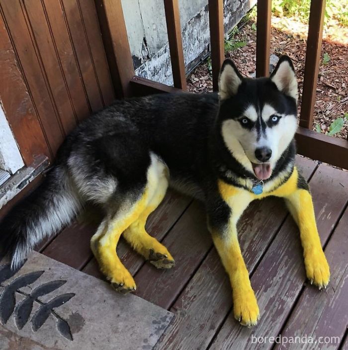 30 Reasons You Should Never Let Your Dog Play In The Mud (New Pics) 30 Reasons You Should Never Let Your Dog Play In The Mud (New Pics)