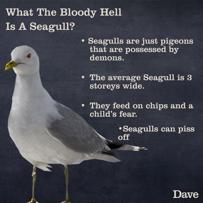 Dave Releases 30 Animal ‘Guides’ And They’re So Ridiculous, They’re Hilarious Dave Releases 30 Animal ‘Guides’ And They’re So Ridiculous, They’re Hilarious