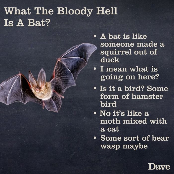 Dave Releases 30 Animal ‘Guides’ And They’re So Ridiculous, They’re Hilarious Dave Releases 30 Animal ‘Guides’ And They’re So Ridiculous, They’re Hilarious