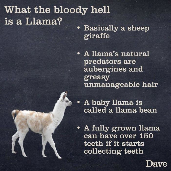 Dave Releases 30 Animal ‘Guides’ And They’re So Ridiculous, They’re Hilarious Dave Releases 30 Animal ‘Guides’ And They’re So Ridiculous, They’re Hilarious