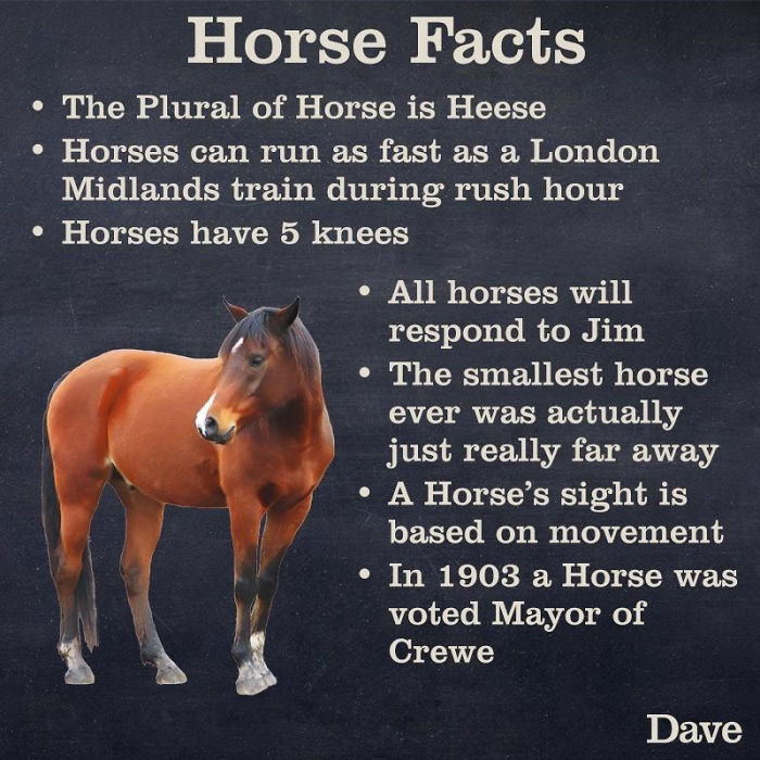 Dave Releases 30 Animal ‘Guides’ And They’re So Ridiculous, They’re Hilarious Dave Releases 30 Animal ‘Guides’ And They’re So Ridiculous, They’re Hilarious