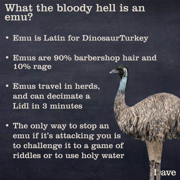 Dave Releases 30 Animal ‘Guides’ And They’re So Ridiculous, They’re Hilarious Dave Releases 30 Animal ‘Guides’ And They’re So Ridiculous, They’re Hilarious